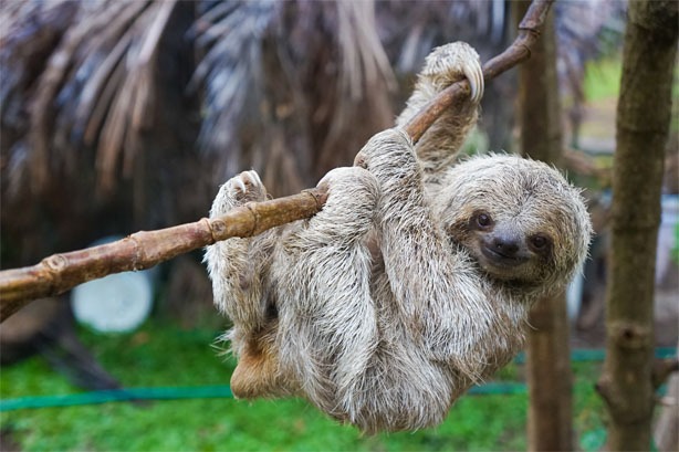 image3 sloth