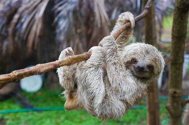 sloth Costa Rica