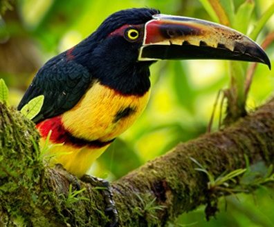 Toucans