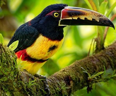 pichond1 Toucans
