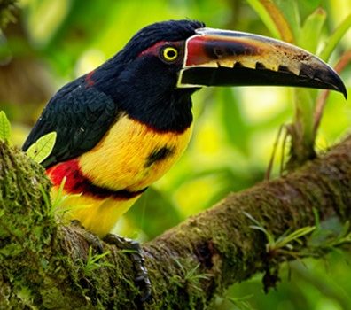 Toucans