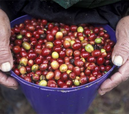 Hondura's fruits