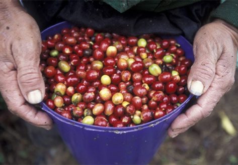 Hondura's fruits