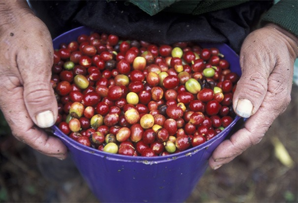 pichond3 Hondura's fruits