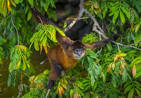 Nicaragua Monkey