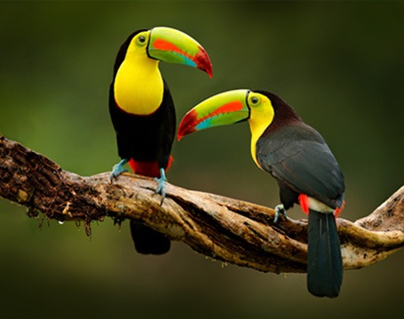 photomex3 Toucans