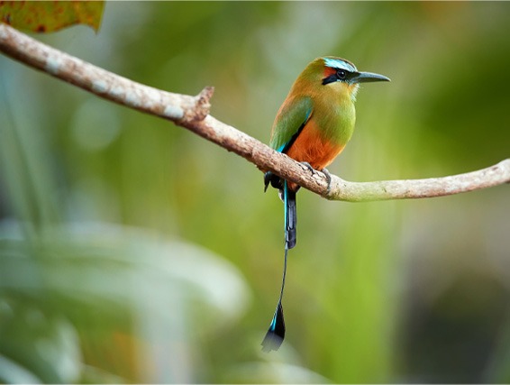 Bird motmot from El Salvador