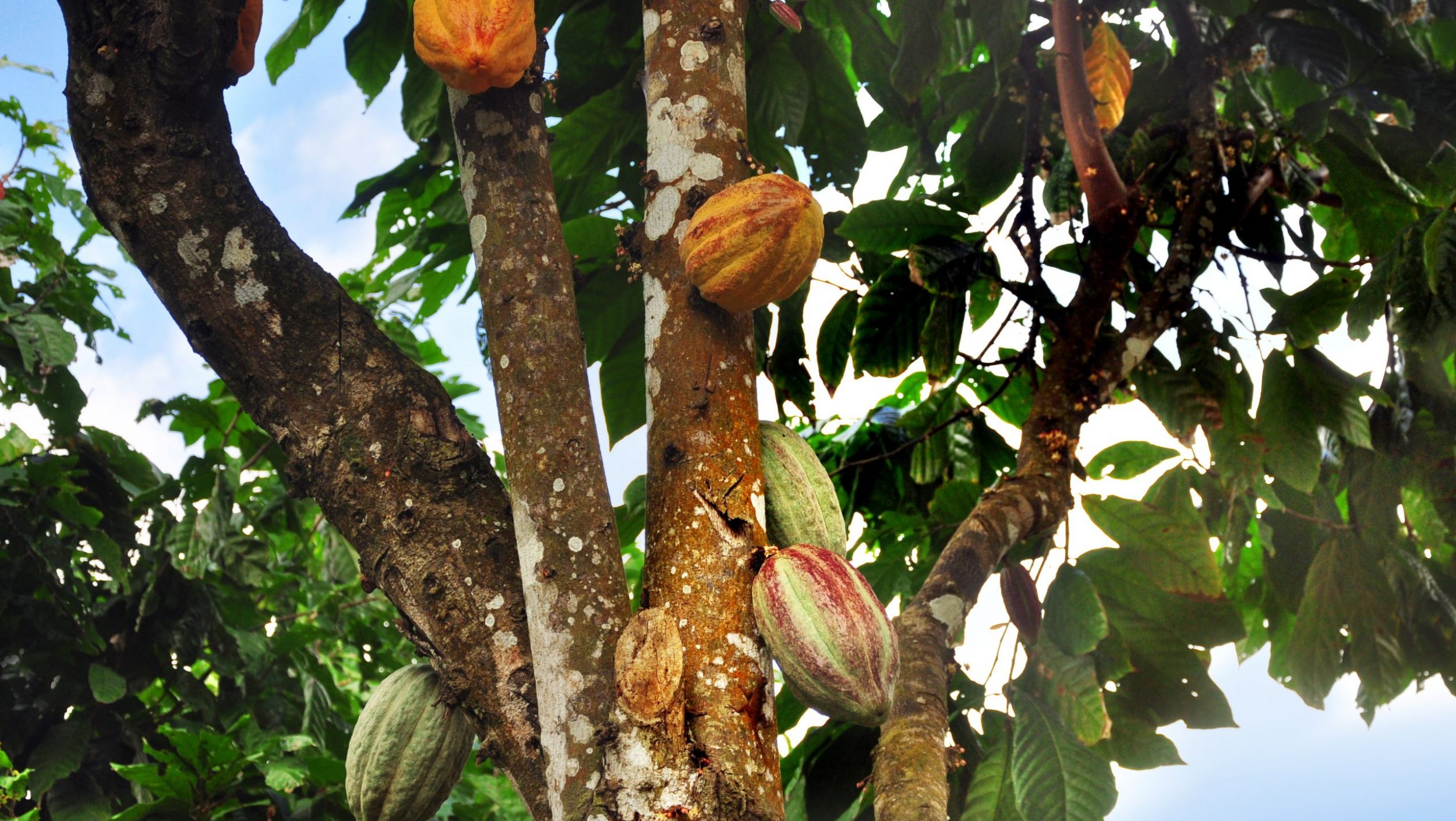 cacao pod on tree cacao pod on tree